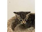 Tucker Domestic Shorthair Kitten Female