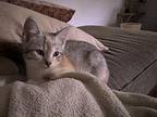 Butterscotch Domestic Shorthair Kitten Female