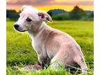 PUPPY LIL CRACKLE Chihuahua Puppy Male