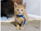 Linus Domestic Shorthair Kitten Male