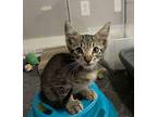Tongs Domestic Shorthair Kitten Male