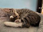 Waffles Domestic Shorthair Kitten Female