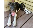 Juliette Mixed Breed (Medium) Puppy Female