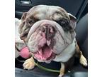 Gucci $750 English Bulldog Young Male