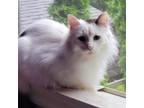 Adopt Smithers a Domestic Long Hair
