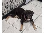 Rosie Labrador Retriever Young Female