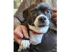 Jojo Pug Adult Female
