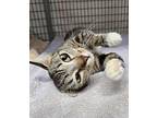Honey Mahogany Domestic Shorthair Young Female