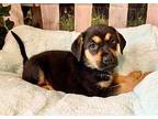 Anise Cookie German Shepherd Dog Puppy Female