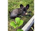 Ebony $550 Maltese Puppy Female