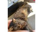 Roxy Maine Coon Adult Female
