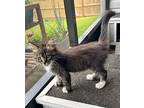 Shannon Domestic Longhair Kitten Female