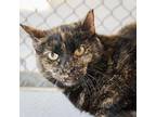 Caprice Domestic Shorthair Senior Female