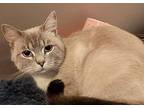Prince William Siamese Young Male