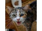 Josie Domestic Shorthair Senior Female