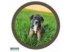 Tater Mixed Breed (Medium) Puppy Male