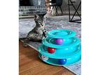 Louie The Amazing Tripod Kitten Domestic Shorthair Young Male