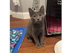 Stegosaurus Domestic Shorthair Kitten Male