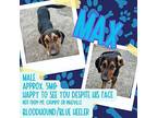Max Bloodhound Puppy Male