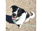 Bailey Border Collie Adult Female