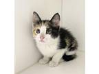 Yari Domestic Shorthair Kitten Female