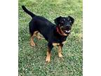 Ralphie Jack Russell Terrier Adult Male