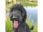 REMINGTON Labrador Retriever Adult Male