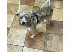 Teddie Cairn Terrier Adult Female