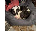 Cash Mixed Breed (Medium) Young Male