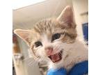 Fire Domestic Shorthair Young Male