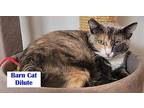 Feral - Dilute American Shorthair Adult Female