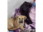 Becky Black Mouth Cur Puppy Female