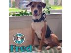 Handsome Fred Doughtie the Family Friendly Boy Rhodesian Ridgeback Adult Male