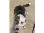 Sampson Border Collie Young Male