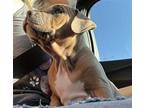 Harper Shar Pei Puppy Female