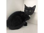 Avi ~ Available at J&K Mega Pet, Wabash, IN! Domestic Shorthair Kitten Female