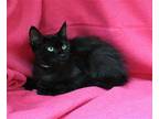 Max - 39931 Domestic Mediumhair Kitten Male
