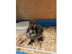 Adopt DAFFY DUCK a Duck