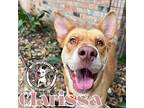 Clarissa Barc Gentle Empathetic sweetheart Labrador Retriever Adult Female