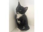 Velma Domestic Shorthair Kitten Female