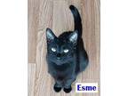 Esme Domestic Shorthair Kitten Female