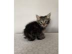 Ladle Domestic Shorthair Kitten Female