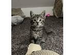 Whisk Domestic Shorthair Kitten Female