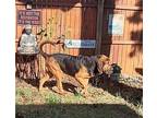 Willow Bloodhound Adult Female