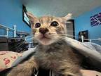 Sausage Domestic Shorthair Kitten Female