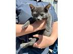 Orion Domestic Shorthair Kitten Male