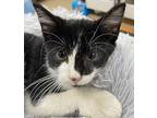 Hoofer Kitten Male
