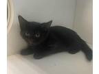 Fred Domestic Shorthair Kitten Male