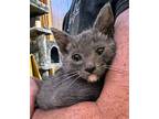 Aries Russian Blue Kitten Male