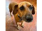 Dodie Dachshund Adult Male